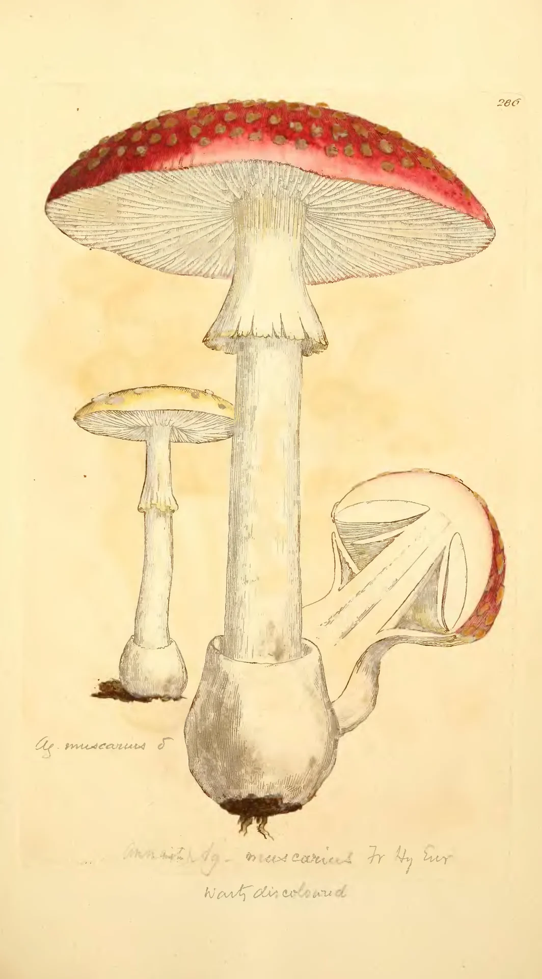 Flore merveilleuse — Huit planches botaniques 1705-1887 — Amanite tue-mouches (Agaricus muscarius)