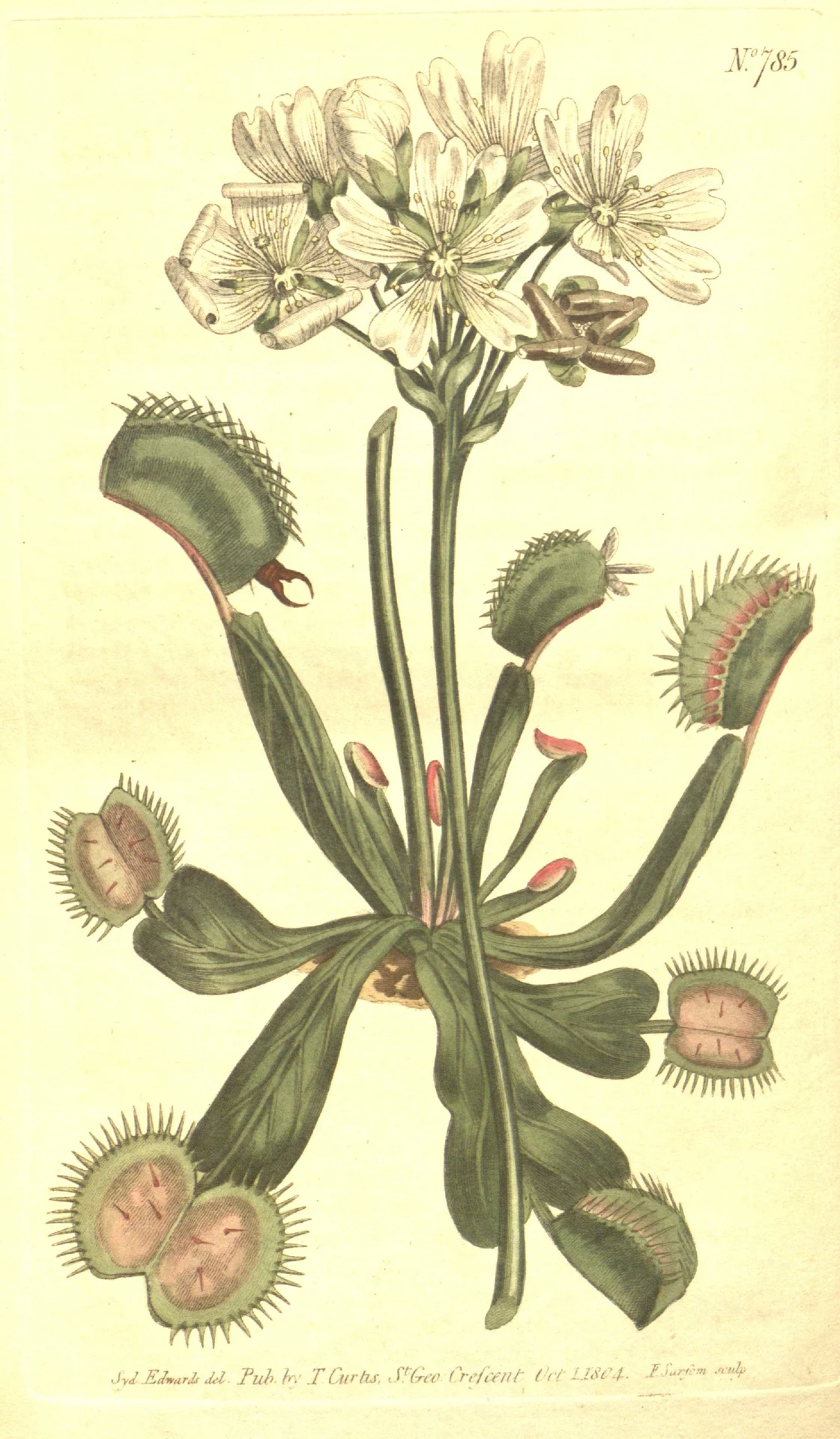 Venus Flytrap