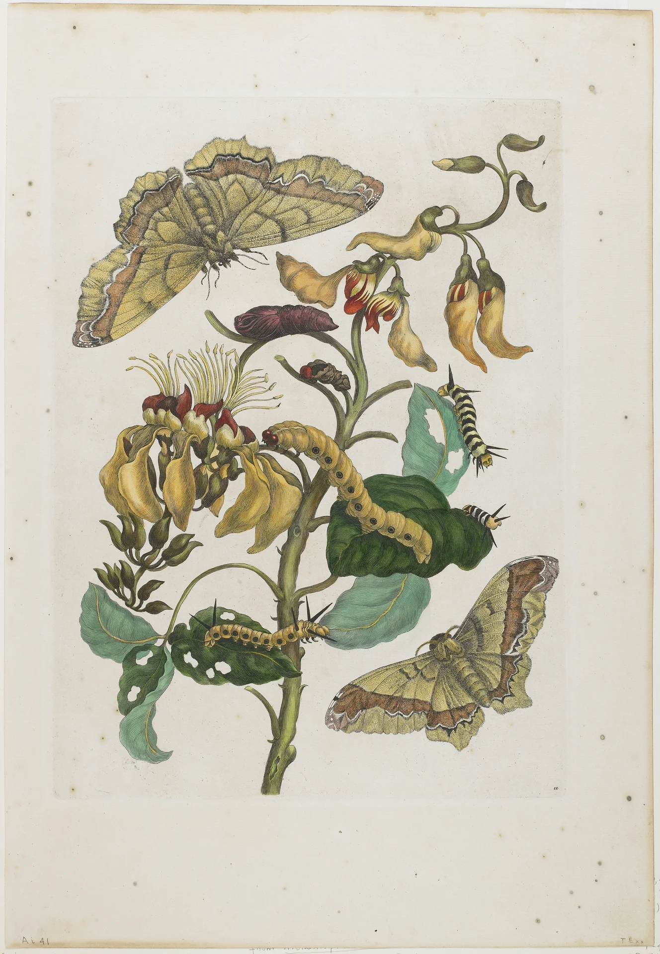 Plate 11: Arsenura armida and the Coral Tree